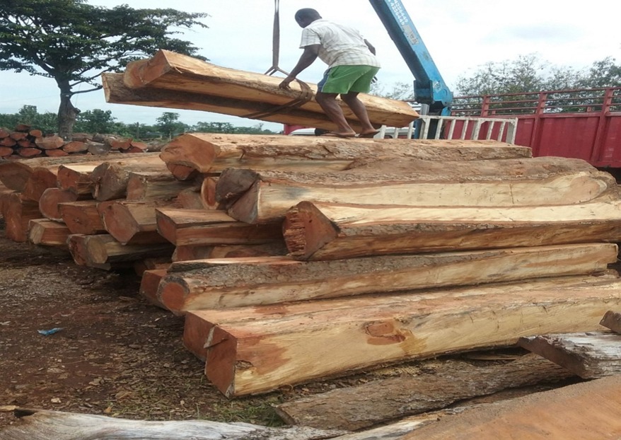 Arranging processed timber at the loading yard